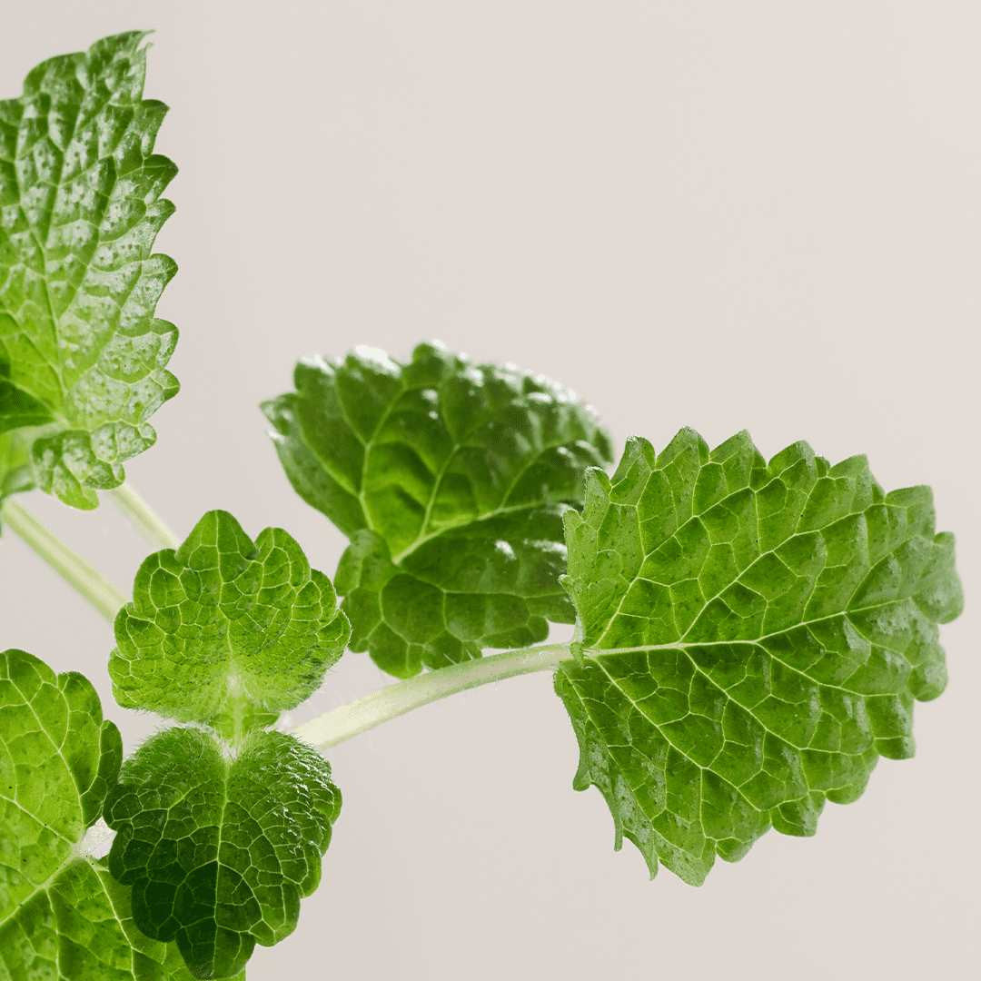 Gelée Nettoyante Moussante Purifiante