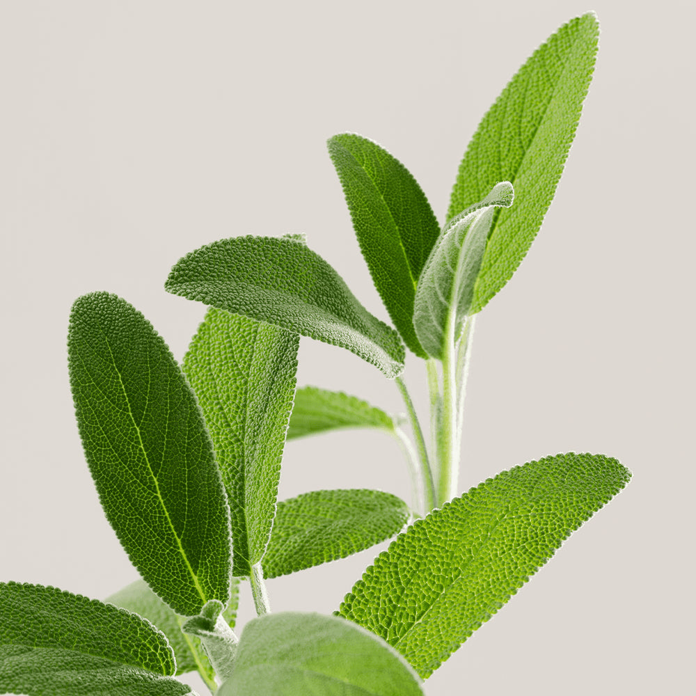 Shampoing Solide Biome-Friendly